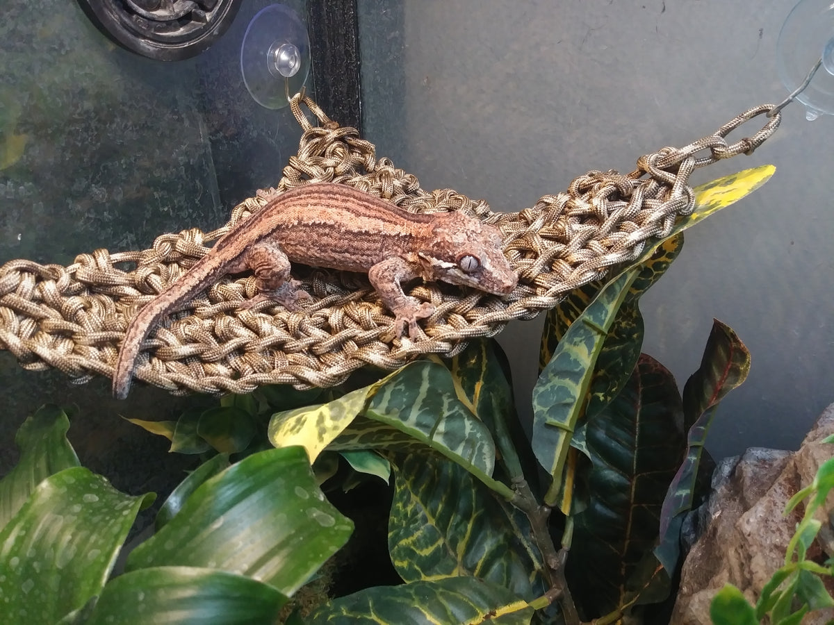 reptilien hängematte Braided Paracord Hammock| The Reptiles of Eden
