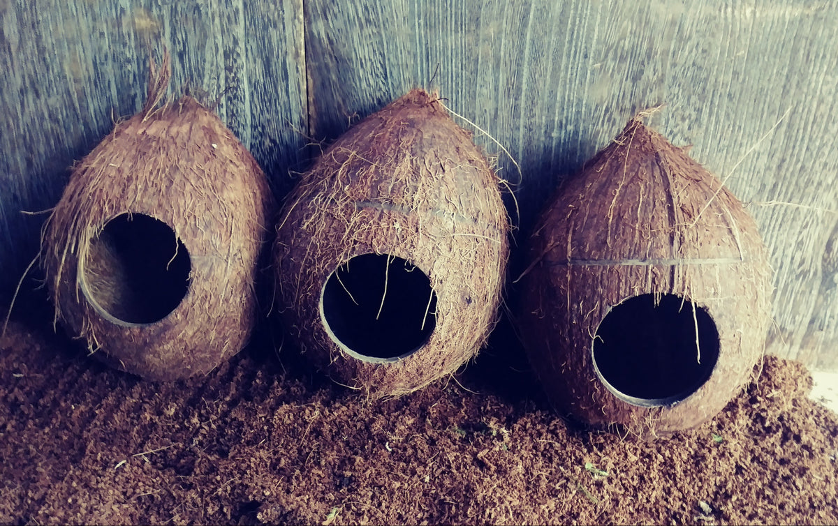 Unleashing the Hidden Potential: Exploring the World of Coconut Shell  Recycling, by Akbaraleyy