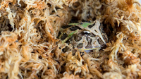 Golden Sphagnum Moss