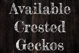 Crested Geckos