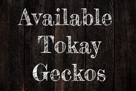 Tokay Geckos