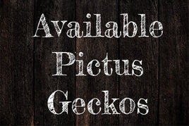 Pictus Geckos