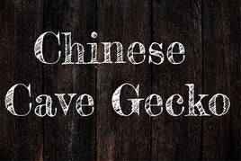 Chinese Cave Geckos
