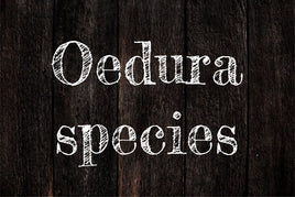 Oedura species