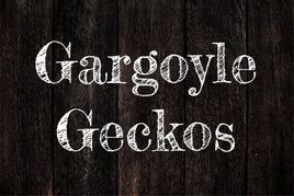 Gargoyle Geckos