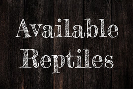 Available Reptiles
