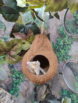 Hanging Coconut