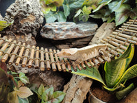Bamboo Bridge - 4" Width