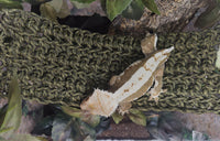 Braided Paracord Bridge