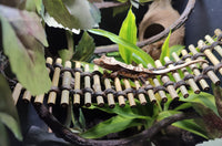 Mini Bamboo Bridge - 2.5" Width