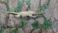 Paracord Vine