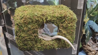 Magnetic Mossy Hide