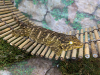 Bamboo Bridge - 6" Width