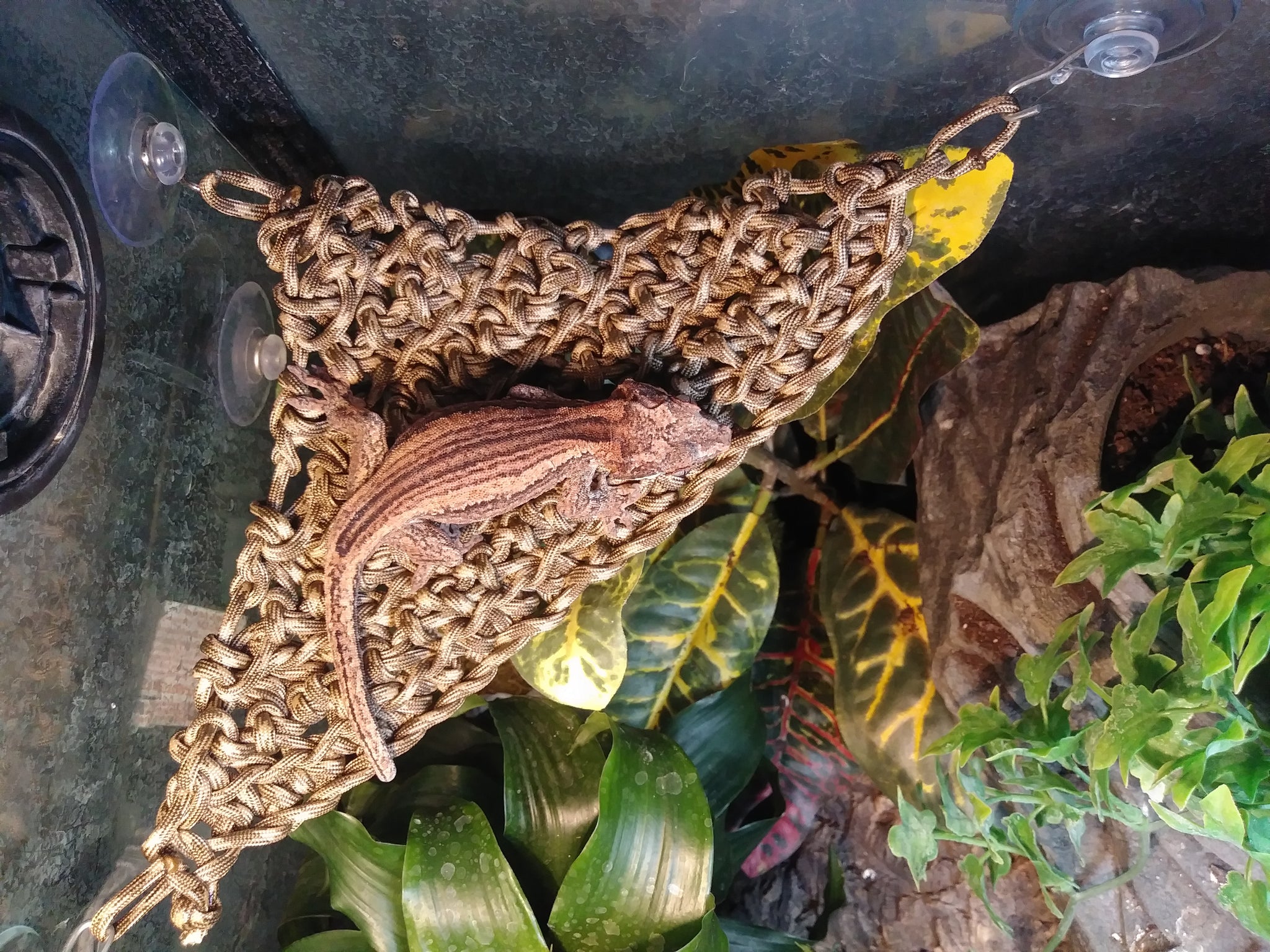 paracord hängematte Braided Paracord Hammock| The Reptiles of Eden