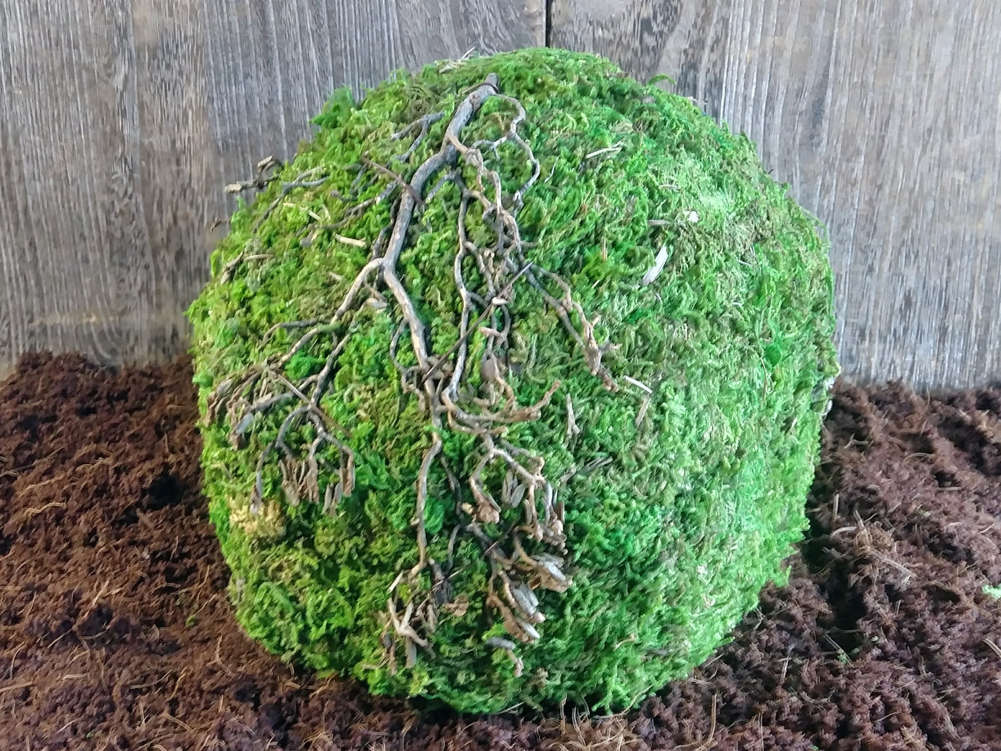 Galapagos Green Mossy Dome, 6