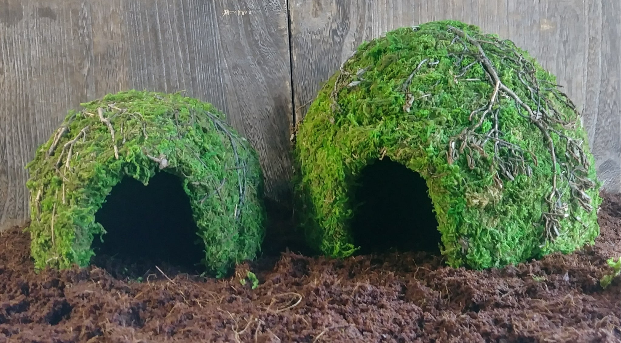 Mossy Dome Hide The Reptiles of Eden
