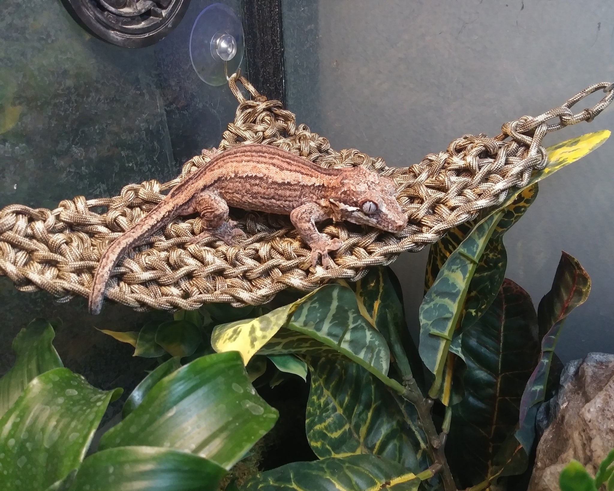 paracord hängematte Braided Paracord Hammock| The Reptiles of Eden