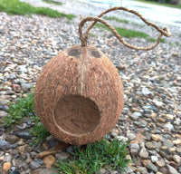 3 hole Coconut