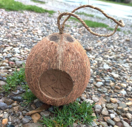 3 hole Coconut